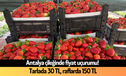 Antalya çileğinde fiyat uçurumu! Tarlada 30 TL, raflarda 150 TL