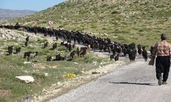 Antalya ve Mersin arasına yerleştiler! Yörüklerin mesaisi başladı