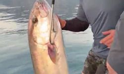 Antalya'da 56 kilogramlık kuzu balığı yakalandı