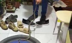 Antalya'da kapıda yılan paniği! Eve girmeden yakalandı