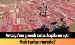 Antalya'nın gizemli tarlası kapılarını açtı! Halı tarlası nerede?