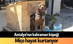 Antalya'nın kahraman köpeği: Miço hayat kurtarıyor