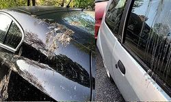 Kuş pisliğini sakın ovalamayın! Kurumuş kuş pisliği araba boyasından nasıl çıkar?