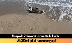 Alanya’da 2 ölü caretta caretta bulundu