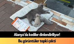 Alanya’da kediler dilendiriliyor! Bu görüntüler tepki çekti