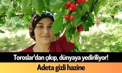 Toroslar'dan çıkıp, dünyaya yediriliyor! Adeta gizli hazine
