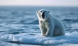 Buz Kapanı filminin konusu nedir, oyuncuları kimler?