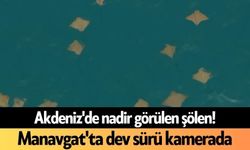 Akdeniz'de nadir görülen şölen! Manavgat'ta dev sürü kamerada