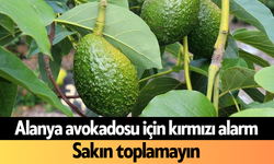 Alanya avokadosu için kırmızı alarm: Sakın toplamayın