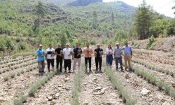Alanya'da ilk lavanta hasadı yapıldı