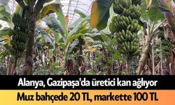 Alanya, Gazipaşa'da üretici kan ağlıyor: Muz bahçede 20 TL, markette 100 TL