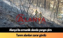 Alanya'da ormanlık alanda yangın çıktı: Tarım alanları zarar gördü