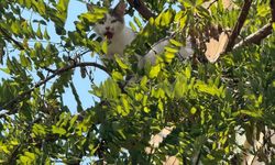 Alanya'da ağaçta kalan kediyi belediye ekipleri kurtardı