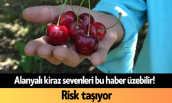 Alanyalı kiraz sevenleri bu haber üzebilir! Risk taşıyor