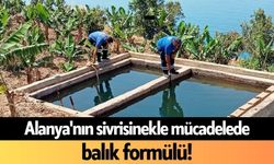 Alanya'nın sivrisinekle mücadelede balık formülü