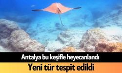 Antalya bu keşifle heyecanlandı: Yeni tür tespit edildi