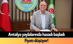 Antalya yaylalarında hasadı başladı: Fiyatı düşüyor!