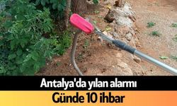 Antalya'da yılan alarmı: Günde 10 ihbar