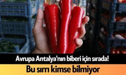 Avrupa Antalya'nın biberi için sırada! Bu sırrı kimse bilmiyor