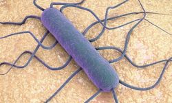 Listeria bakterisi hangi besinlerde bulunur, belirtileri nelerdir?