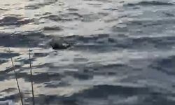 Alanya'da denizde çırpınan o canı böyle kurtardılar
