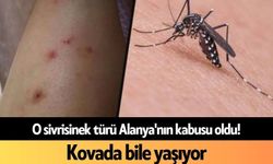 O sivrisinek türü Alanya'nın kabusu oldu! Kovada bile yaşıyor