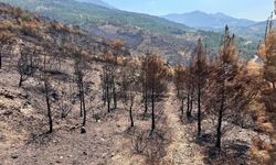 Sapadere küle döndü: Yangın bölgesinde inceleme başladı