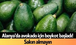 Alanya'da avokado için boykot başladı! Sakın almayın