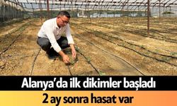Alanya’da ilk dikimler başladı: 2 ay sonra hasat var