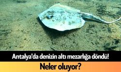 Antalya'da denizin altı mezarlığa döndü! Neler oluyor?