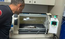 Antalya'da Kedi İçin 5 Saatlik Kurtarma