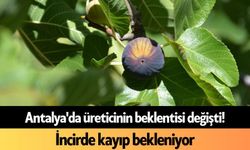 Antalya'da üreticinin beklentisi değişti! İncirde kayıp bekleniyor