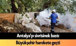 Antalya'yı sivrisinek bastı: Büyükşehir harekete geçti
