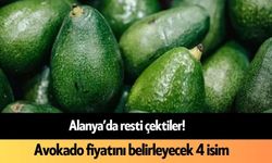 Alanya’da resti çektiler! Avokado fiyatını belirleyecek 4 isim aranıyor