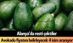 Alanya’da resti çektiler! Avokado fiyatını belirleyecek 4 isim aranıyor