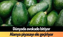 Dünyada avokado bitiyor, Alanya piyasayı ele geçiriyor