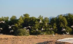 Göç yolculuklarında Antalya'da mola verdiler