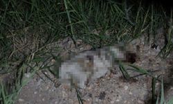 Manavgat'ta Alman vatandaşı sınır dışı edildi