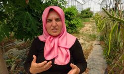 Manavgat’ta tropikal meyve müzesi