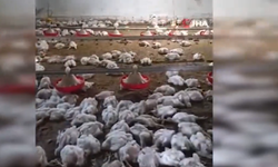 Elektrik arızası 4 bin tavuğu öldürdü