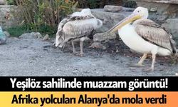 Yeşilöz sahilinde muazzam görüntü! Afrika yolcuları Alanya'da mola verdi