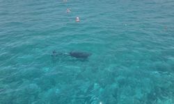 Alanya yunuslardan görsel şölen
