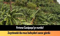 Fırtına Gazipaşa’yı vurdu! Zeytinada’da muz bahçeleri zarar gördü