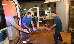 Aksu yangınında hayvanlar kurtarıldı