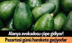 Alanya avokadosu çöpe gidiyor! Pazartesi günü harekete geçiyorlar