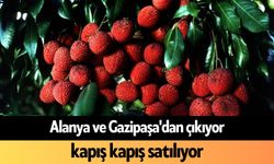 Alanya ve Gazipaşa'dan çıkıyor, kapış kapış satılıyor