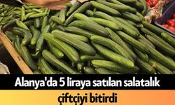 Alanya'da 5 liraya satılan salatalık çiftçiyi bitirdi