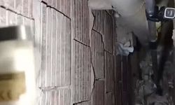 Alanya'da kedi için seferber oldular