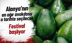 Alanya'nın en ağır avokdosu o tarihte seçilecek: Festival başlıyor