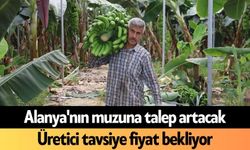 Alanya'nın muzuna talep artacak: Üretici tavsiye fiyat bekliyor